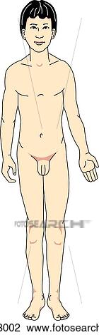 Drawing - Anterior view of the external anatomy of an Asian male child.. Fotosearch