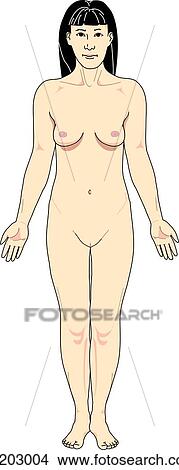 Stock Illustration - Anterior view of the external anatomy of an Asian female.. Fotosearch