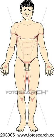 Stock Illustration - Anterior view of the external anatomy of an Asian male.. Fotosearch