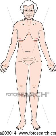 Anterior view of the external anatomy of an elderly female. View Large Illustration Stock Illustration - Anterior view of the external anatomy of an elderly female.. Fotosearch