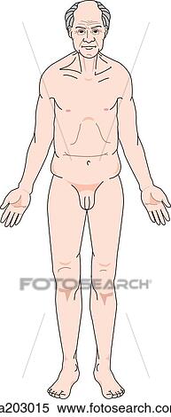 Anterior view of the external anatomy of an elderly male. View Large Illustration Stock Illustration - Anterior view of the external anatomy of an elderly male.. Fotosearch