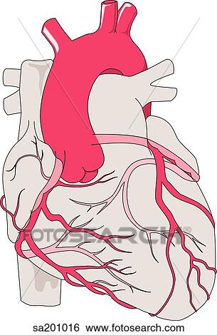 Stock Illustration - Anterior view of the heart with the coronary arteries prominently visible.. Fotosearch