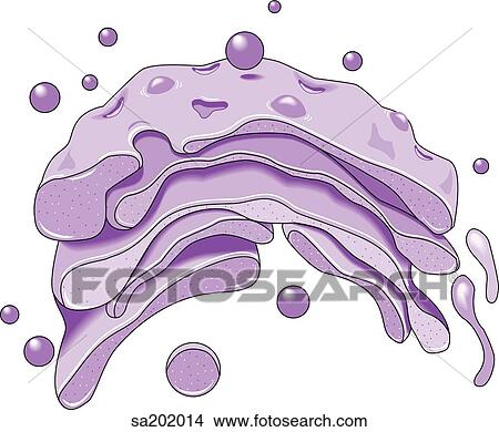 Close-up of a Golgi body which is involved in the intracellular transport of membrane-bounded secretory proteins. View Large Illustration Stock Illustration - Close-up of a Golgi body which is involved in the intracellular transport of membrane-bounded secretory proteins.. Fotosearch