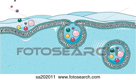 Close-up of endocytosis process. Substances from outside of the cell are surrounded by a vesicle formed from the plasma membrane which is then internalized. View Large Illustration Clip Art - Close-up of endocytosis process. Substances from outside of the cell are surrounded by a vesicle formed from the plasma membrane which is then internalized.. Fotosearch