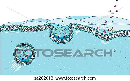Close-up of exocytosis process. The membrane of secretory granules within the cell fuses with the cell membrane, which then ruptures, releasing the secretion outside of the cell wall. View Large Illustration Drawing - Close-up of exocytosis process. The membrane of secretory granules within the cell fuses with the cell membrane, which then ruptures, releasing the secretion outside of the cell wall.. Fotosearch
