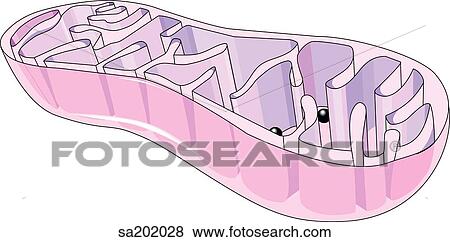 Cross-section of a mitochondria to reveal the internal folds where energy production for the cell occurs. View Large Illustration Stock Illustration - Cross-section of a mitochondria to reveal the internal folds where energy production for the cell occurs.. Fotosearch