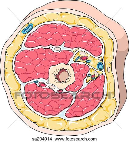 Stock Illustration - Cross-section of arm at level just above elbow showing arrangement of muscles around central bone.. Fotosearch