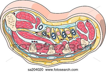 Cross-section of hand at level just above thumb showing arrangement of muscles, tendons and bones. View Large Illustration Clipart - Cross-section of hand at level just above thumb showing arrangement of muscles, tendons and bones.. Fotosearch