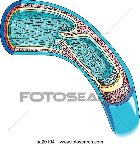 Cutaway of a vein to reveal internal anatomy and structure of wall. View Large Illustration Clip Art - Cutaway of a vein to reveal internal anatomy and structure of wall.. Fotosearch