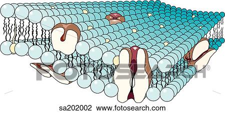 Diagrammatic representation of a cell membrane with transport systems and lipid bilayer. View Large Illustration Drawing - Diagrammatic representation of a cell membrane with transport systems and lipid bilayer.. Fotosearch