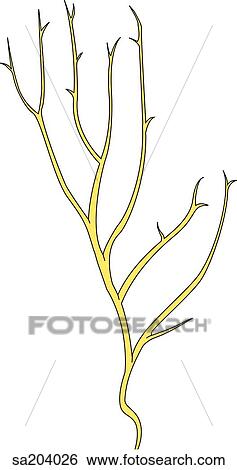 Dorsal branch and dorsal digital branches of the ulnar nerve of the hand and fingers. View Large Illustration Stock Illustration - Dorsal branch and dorsal digital branches of the ulnar nerve of the hand and fingers.. Fotosearch