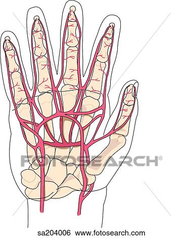 Dorsal view of the arteries of the hand and its underlying skeletal structure. View Large Illustration Stock Illustration - Dorsal view of the arteries of the hand and its underlying skeletal structure.. Fotosearch