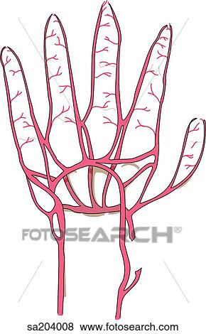 Dorsal view of the arteries of the hand. View Large Illustration Stock Illustration - Dorsal view of the arteries of the hand.. Fotosearch