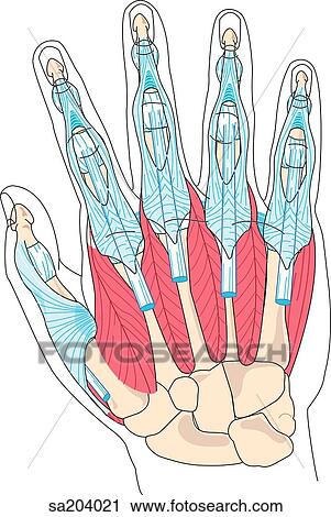 Clip Art - Dorsal view of the muscles of the hand and the underlying skeletal structure.. Fotosearch