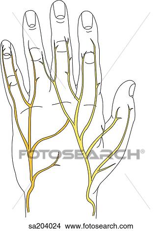 Dorsal view of the nerves of the hand and fingers. View Large Illustration Stock Illustration - Dorsal view of the nerves of the hand and fingers.. Fotosearch