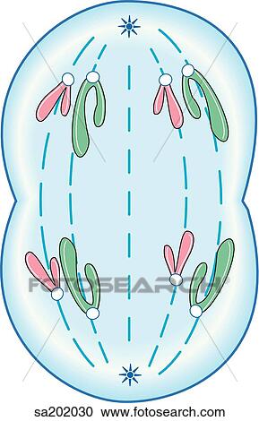 Early anaphase. View Large Illustration Clipart - Early anaphase.. Fotosearch