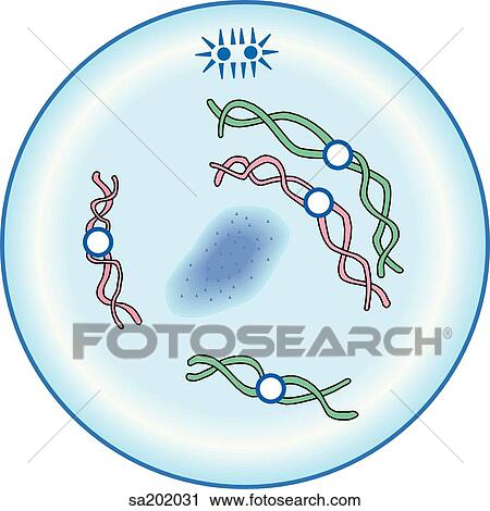 Early prophase. View Large Illustration Clip Art - Early prophase.. Fotosearch