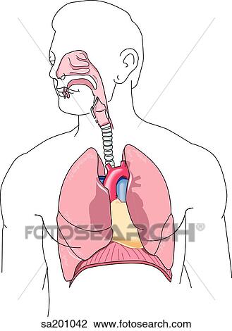 Head and chest of figure with prominent organs of the thorax visible such as respiratory system, heart and diaphragm. View Large Illustration Drawing - Head and chest of figure with prominent organs of the thorax visible such as respiratory system, heart and diaphragm.. Fotosearch