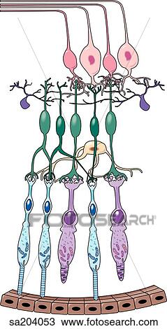 Drawing - Illustration of the histological layers of the retina.. Fotosearch