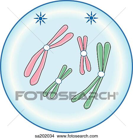 Stock Illustration - Late prophase.. Fotosearch