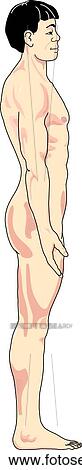 Lateral view of the external anatomy of an Asian male. View Large Illustration Stock Illustration - Lateral view of the external anatomy of an Asian male.. Fotosearch