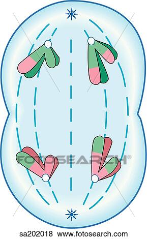 Stock Illustration - Meiosis I. Early anaphase.. Fotosearch
