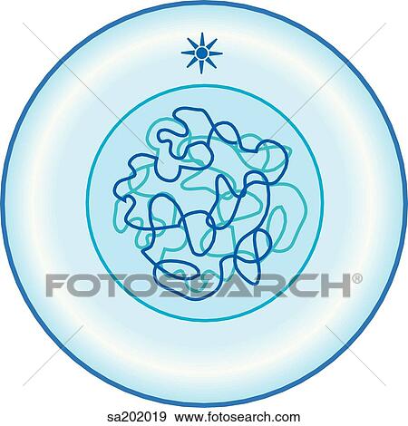 Stock Illustration - Meiosis I. Interphase.. Fotosearch