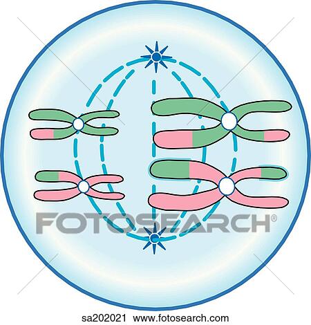 Clip Art - Meiosis I. Metaphase.. Fotosearch
