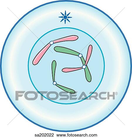 Meiosis I Prophase Drawing Sa202022 Fotosearch