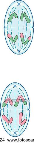 Stock Illustration - Meiosis II. Anaphase II.. Fotosearch