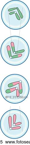 Stock Illustration - Meiosis II. Gametes.. Fotosearch