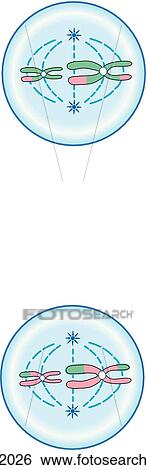 Stock Illustration - Meiosis II. Metaphase II.. Fotosearch