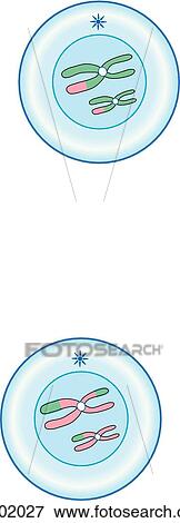 Stock Illustration - Meiosis II. Prophase II.. Fotosearch