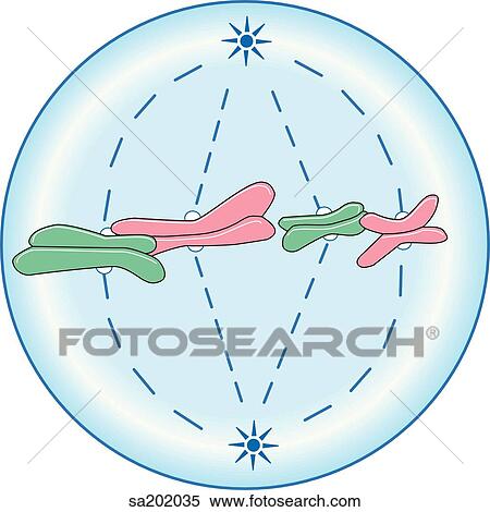 Stock Illustration - Metaphase.. Fotosearch