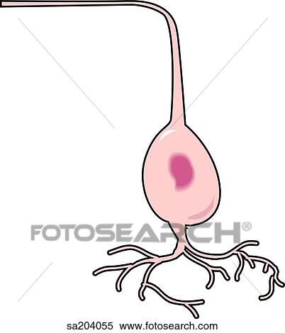 Optic and ganglionic layers of the retina. View Large Illustration Stock Illustration - Optic and ganglionic layers of the retina.. Fotosearch