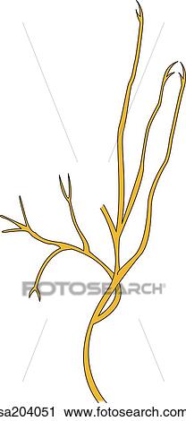 Palmar branch and palmar digital branches of the ulnar nerve of the hand and fingers. View Large Illustration Clip Art - Palmar branch and palmar digital branches of the ulnar nerve of the hand and fingers.. Fotosearch