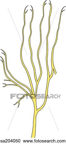 Clipart - Palmar branch and palmar digital branches of the median nerve of the hand and fingers.. Fotosearch