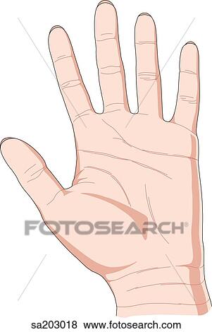 Palmar view of the external anatomy of the left hand. View Large Illustration Stock Illustration - Palmar view of the external anatomy of the left hand.. Fotosearch