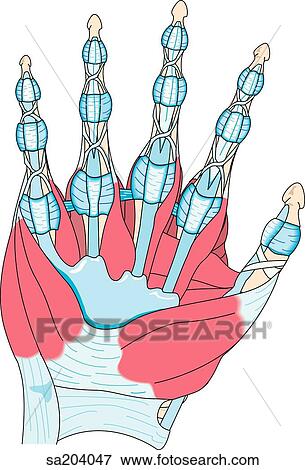 Palmar view of the muscles of the hand and its underlying skeletal anatomy. View Large Illustration Stock Illustration - Palmar view of the muscles of the hand and its underlying skeletal anatomy.. Fotosearch