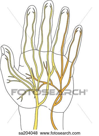 Stock Illustration - Palmar view of the nerves of the left hand.. Fotosearch