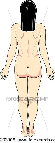 Stock Illustration - Posterior view of the external anatomy of an Asian female.. Fotosearch