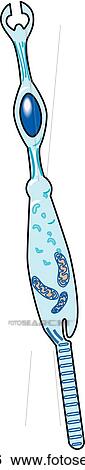 Stock Illustration - Rod.. Fotosearch