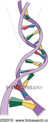 Stock Illustrations of Double stranded DNA cross-linked by pyrimidines ...