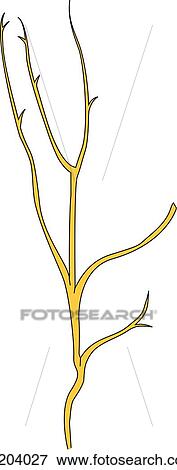 Superficial branch and dorsal digital branches of the radial nerve of the hand and fingers. View Large Illustration Stock Illustration - Superficial branch and dorsal digital branches of the radial nerve of the hand and fingers.. Fotosearch