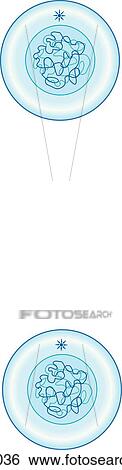 Stock Illustration - Telophase and cell division.. Fotosearch