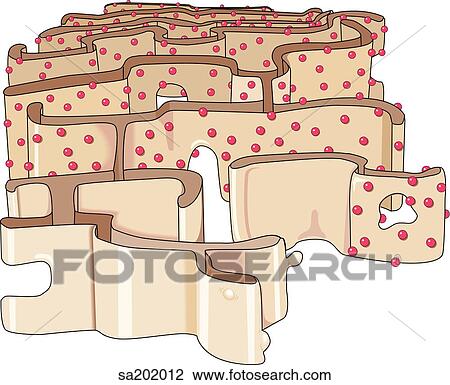 The extensive network of fine parallel membranes found throughout the cytoplasm of the cell. Both rough (with ribosomes) and smooth (without) are visible here. View Large Illustration Drawing - The extensive network of fine parallel membranes found throughout the cytoplasm of the cell. Both rough (with ribosomes) and smooth (without) are visible here.. Fotosearch