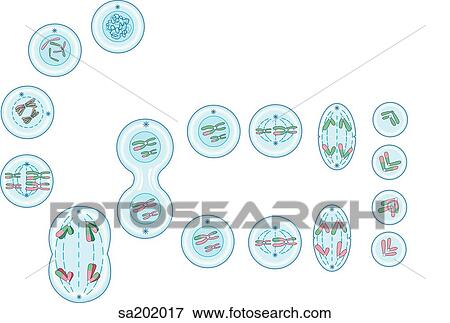 Stock Illustration - The process of meiosis whereby the nuclear divisions of a cell result in four gametocytes, each containing half the number of chromosomes found in somatic cells.. Fotosearch