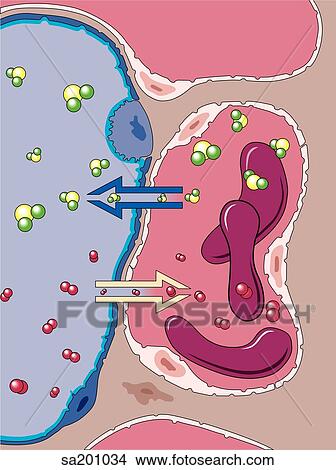 Stock Illustration - The process of oxygenation of the blood at the cellular level.. Fotosearch