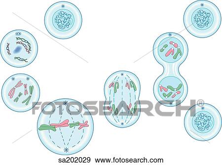 Stock Illustration - The process of somatic cell reproduction where the sequence of modifications of the nucleus result in the formation of two daughter cells with the same chromosome count as the original.. Fotosearch