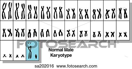 The systematized array of the pairs of chromosomes that make up the normal male karyotype. View Large Illustration Stock Illustration - The systematized array of the pairs of chromosomes that make up the normal male karyotype.. Fotosearch